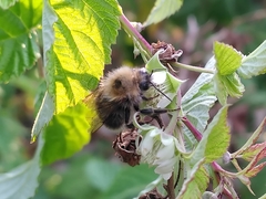 Bombus hypnorum