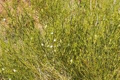 Monechma spartioides