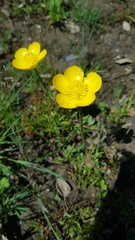 Ranunculus paludosus