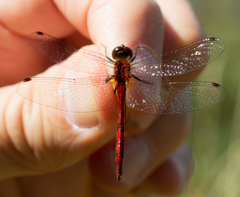 Sympetrum internum