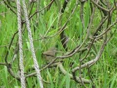 Sporophila nigricollis