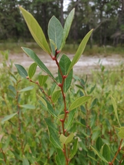 Lyonia mariana