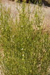 Monechma spartioides