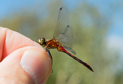 Sympetrum internum