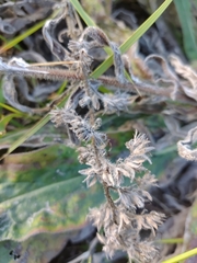 Echium lusitanicum