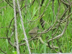 Sporophila nigricollis