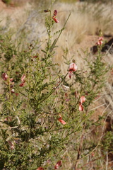 Indigofera heterotricha