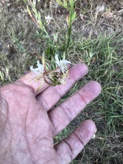 Oenothera filiformis