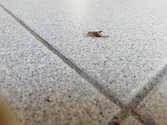 Arachnocephalus vestitus