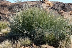 Euphorbia gregaria