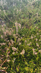 Calluna vulgaris