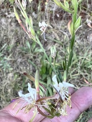 Oenothera filiformis