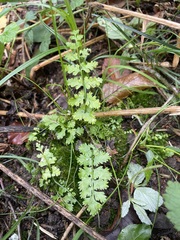 Cystopteris fragilis