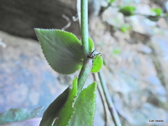 Crassula sarmentosa