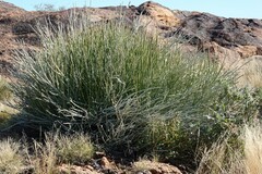 Euphorbia gregaria