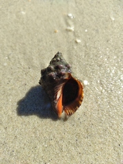 Stramonita haemastoma
