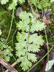 Cystopteris fragilis