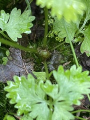 Cystopteris fragilis