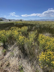 Euthamia occidentalis