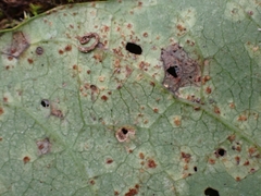 Puccinia convolvuli