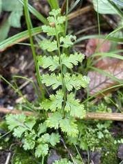 Cystopteris fragilis