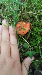 Russula emetica
