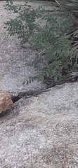 Sceloporus jarrovii