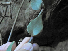 Crassula sarmentosa