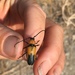 Crossidius coralinus caeruleipennis - Photo (c) Kristie Nelson, some rights reserved (CC BY-NC), uploaded by Kristie Nelson