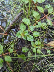 Ludwigia palustris