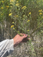 Euthamia occidentalis