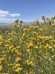 Euthamia occidentalis