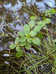 Ludwigia palustris