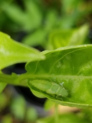 Paraulacizes irrorata