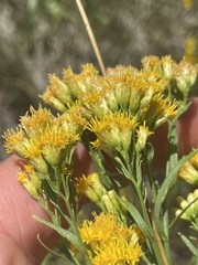 Euthamia occidentalis