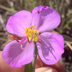 Antherotoma debilis image