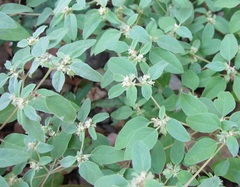 Croton monanthogynus