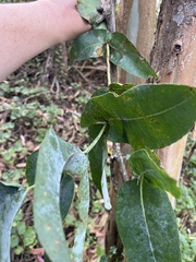 Eucalyptus globulus