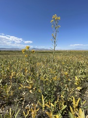 Helianthus nuttallii