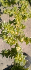 Salsola squarrosa