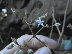 Crassula sarmentosa