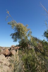 Prosopis glandulosa