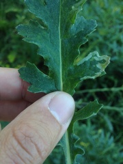 Phytomyza syngenesiae