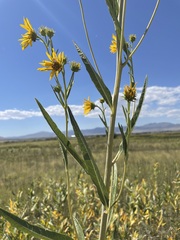 Helianthus nuttallii