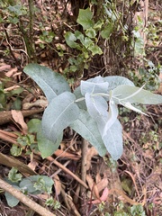Eucalyptus globulus