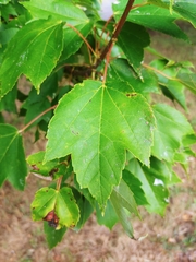 Acer