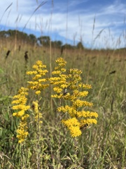 Solidago speciosa