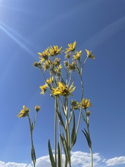 Helianthus nuttallii