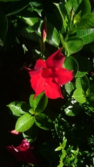 Mandevilla sanderi