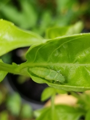 Paraulacizes irrorata